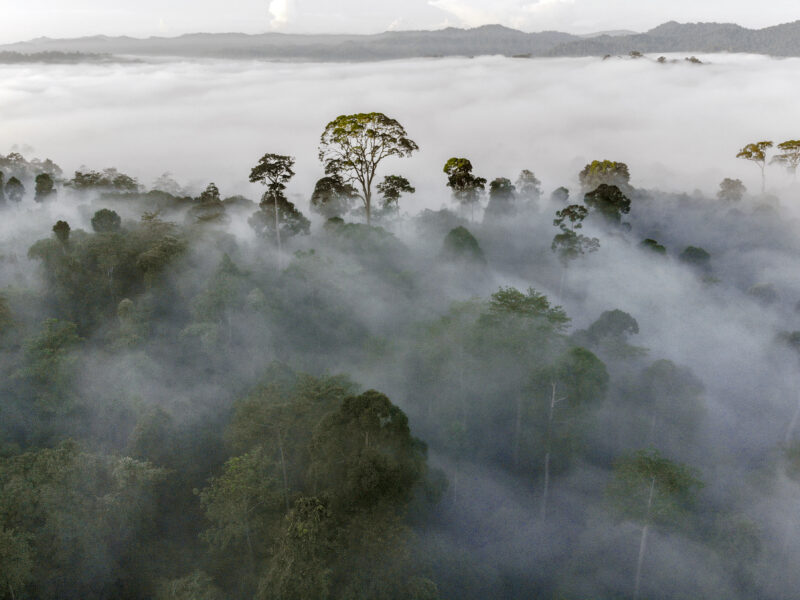 Danum Valley Conservation Area