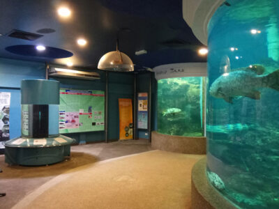 UMS Marine Aquarium & Museum